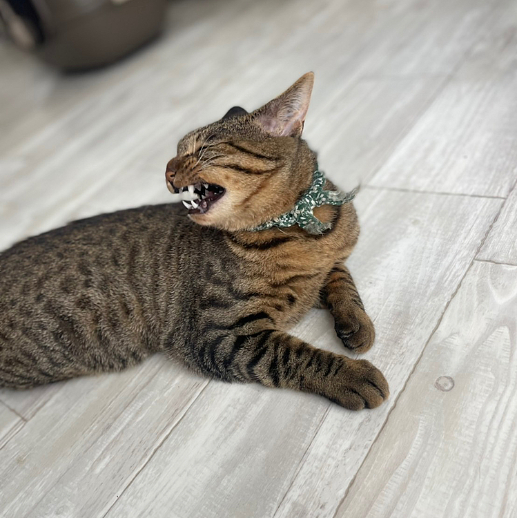 クワッ。