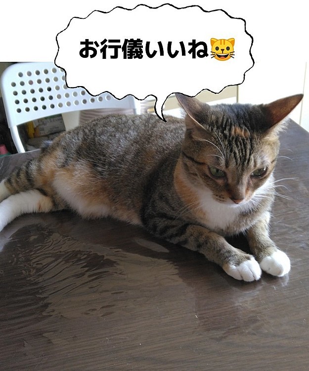 スパイXOの投稿