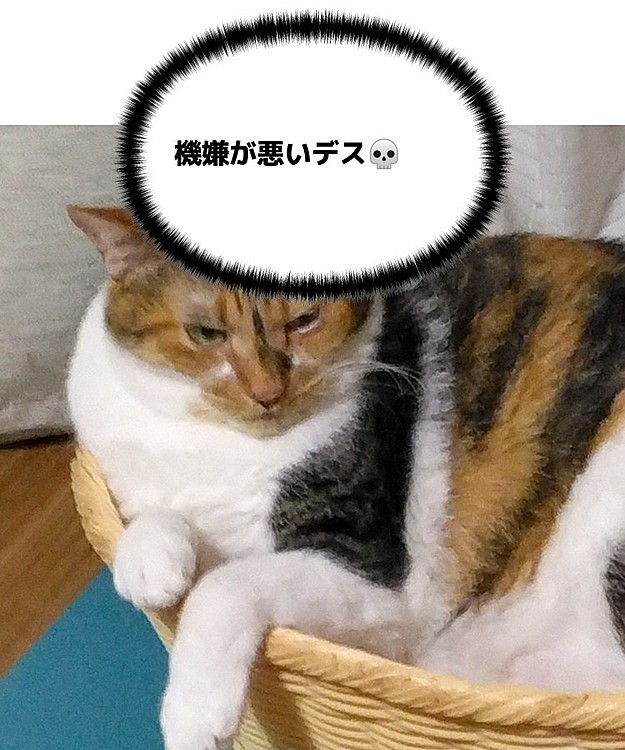スパイXOの投稿