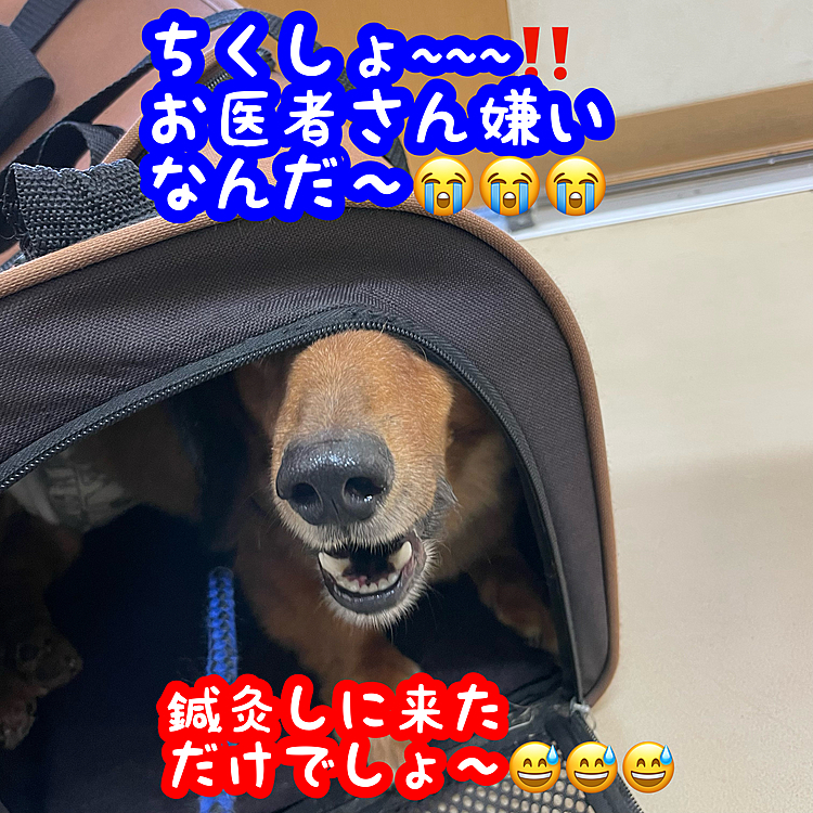 先週久しぶりにトリミング行ってきてから、毛が短くなったから､鍼灸も効果が上がるかな❓と思い､久しぶりに鍼灸をやってくれる動物病院に行って来ましたが…やはりココﾁｬﾝ🐶病院苦手で…まぁ得意な子ってのもなかなかいないんでしょうけどね😅
それにしても…出てきなさい‼️(笑)