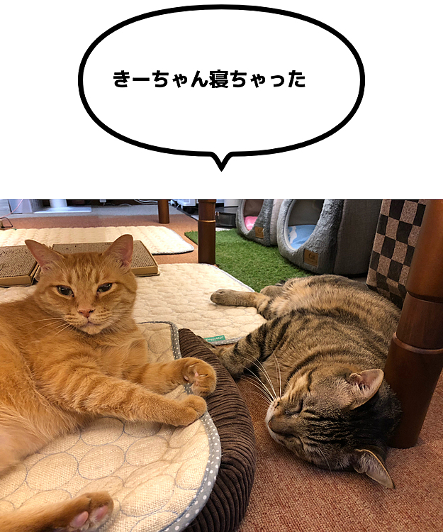 Max&Kittyの投稿