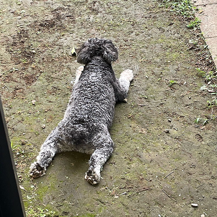 おはようございます🐶
今日も朝から暑いですねー😓
散歩から帰って地ベタリアンサンに😅

