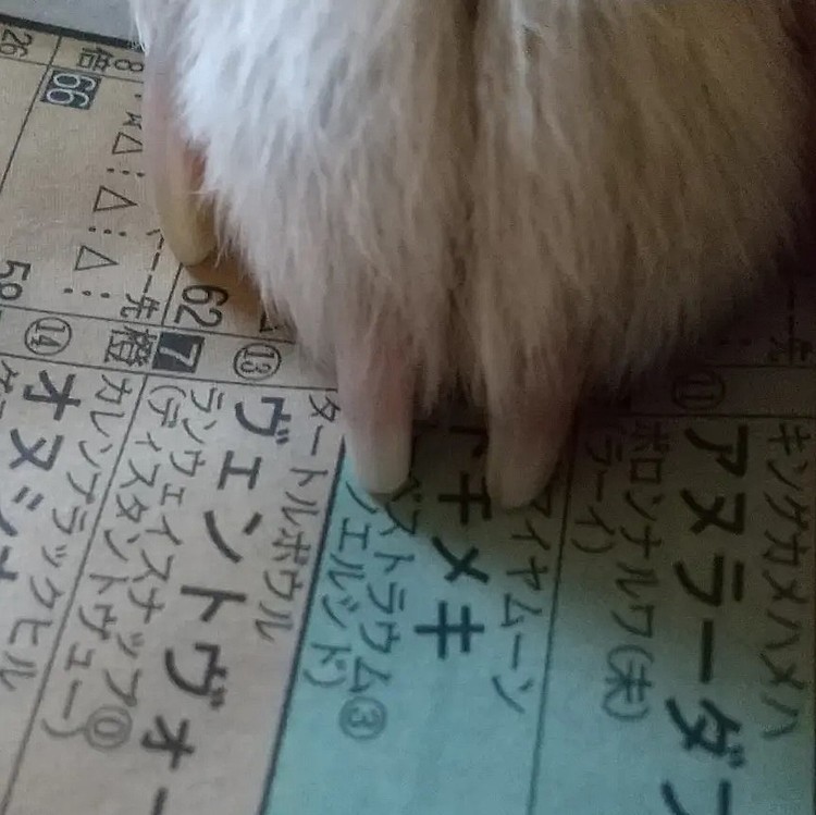御主人の競馬🐴💴予想のお手伝い😃