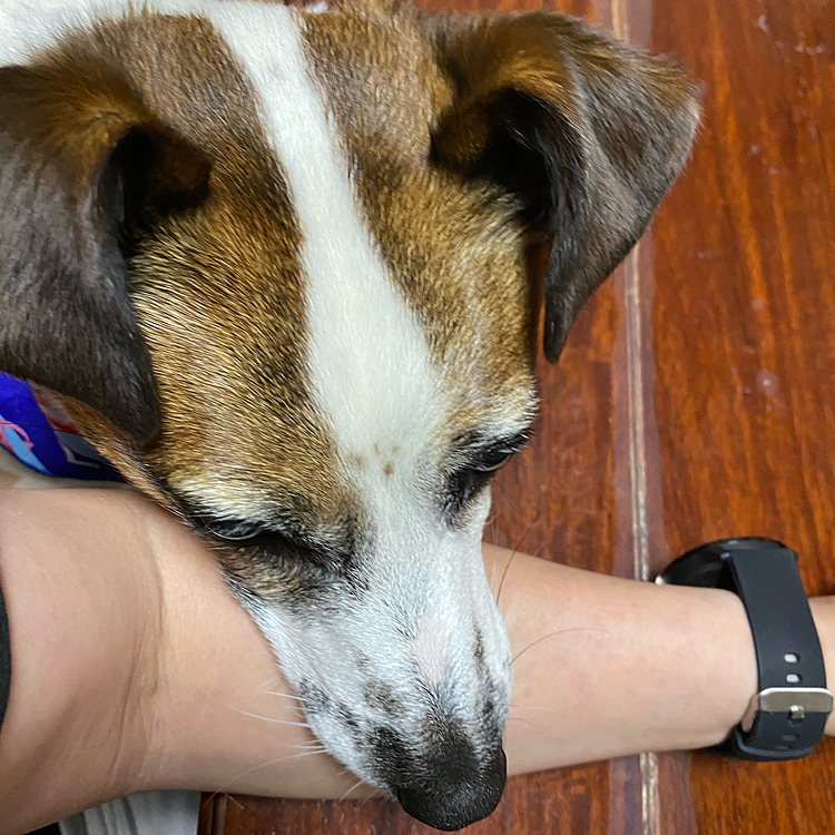 テーブルに、お顔乗せちゃいけないこと、わかってるけど、まさか、私の腕越しならいいと？重たいなー