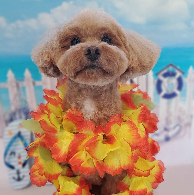 お久しぶりです😅🐶
毎日暑いですね🥵熱中症気をつけましょうね🐶💦