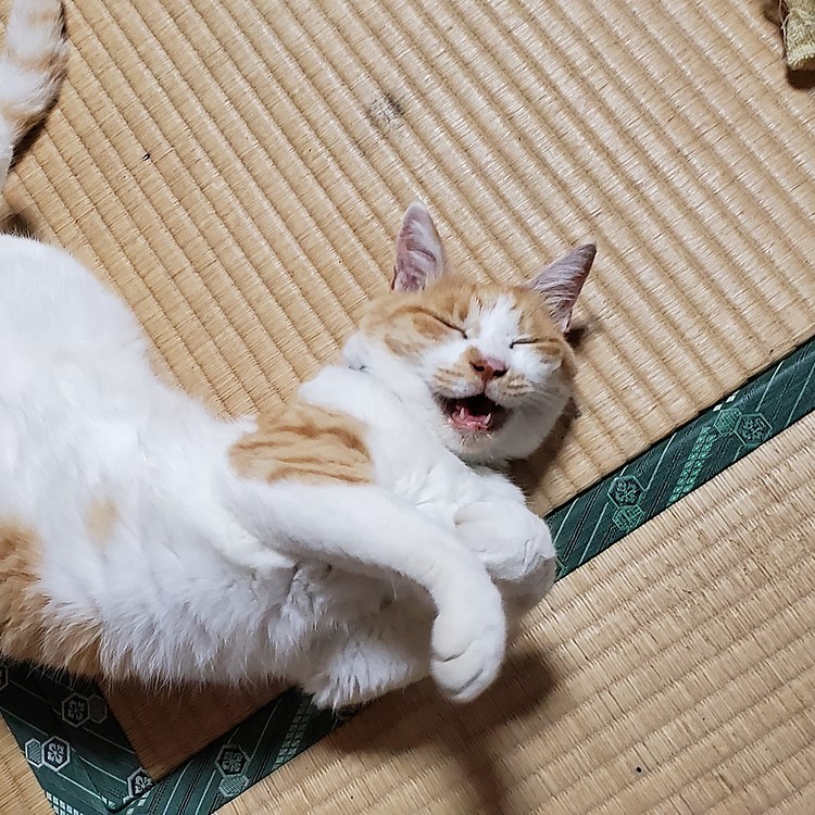 わ、わろてますやん…😺
たまたま撮れた📷