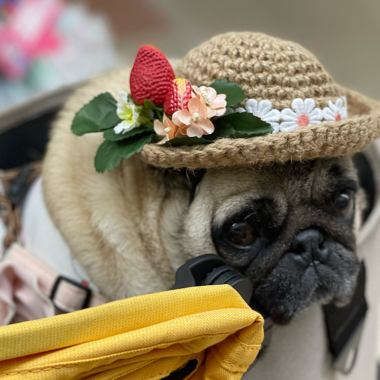 先日新調した👒かぶってホームセンターへ行ってきました🛒
