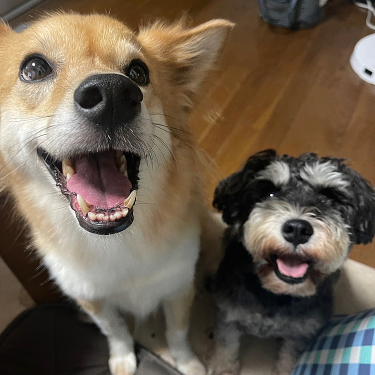 こんばんは🐶
今日もめちゃ暑かったー🥵
でも元気いっぱいのララサン😆
本日の笑顔💕は、パン耳につられて🤣
暑くても食欲旺盛❗️
私は🍺が美味し❣️