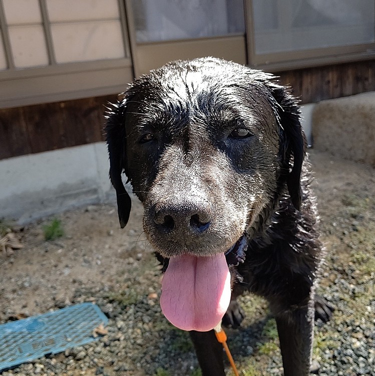 水浴び後の みらい。最近、休みの日は毎回してます😆