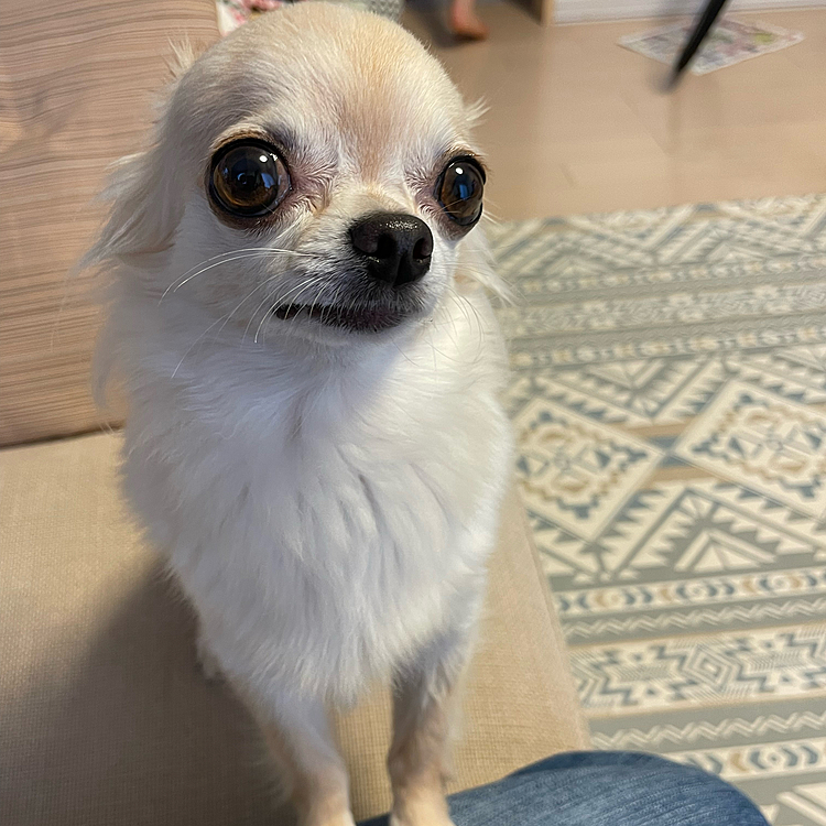 可哀想なのでプレッツェルをあげました😊
じーっとプレッツェルを見つめて待ってました🤣🤣
お腹も良くなり今は食欲旺盛です😊