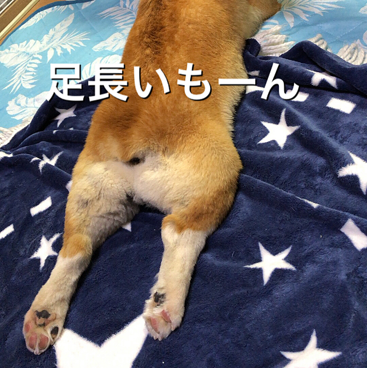 コーギーの割に、足長くね？🤣
気のせいか？🌀