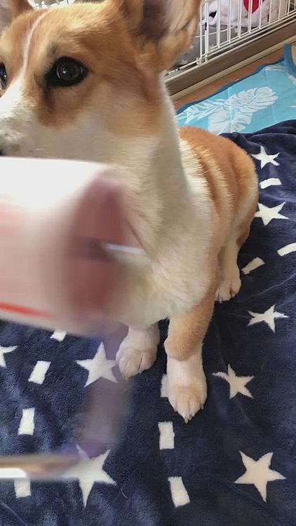また、おかーさんにコロコロで遊ばれまちた🌀