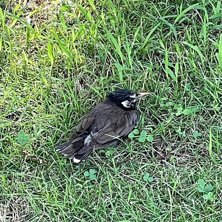 暑いからかなぁ…鳥さんも全然逃げない💦
ハピさんも全然動かない😅

暑いのにコロナは凄いしでマスクは手放せない😭熱中症🥵に気をつけなきゃ

