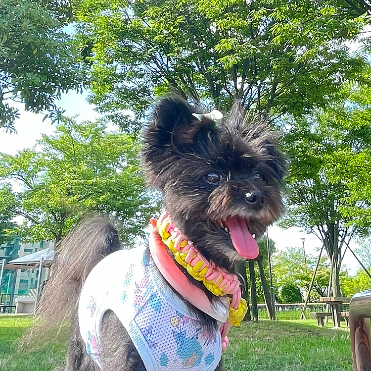 暑いからずっとハァハァしてる…💦
夏は運動不足気味です