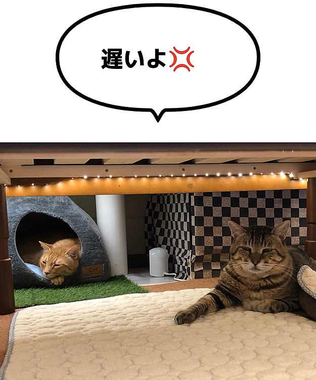 Max&Kittyの投稿