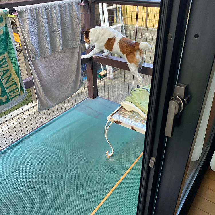 プールに、自分で入ろうと、四苦八苦‼️
