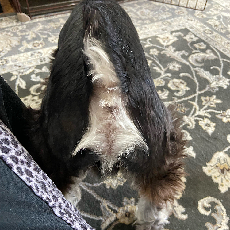 今日は甘えん坊な日かな❓おもちゃよりすり寄ってくる🐕❤️