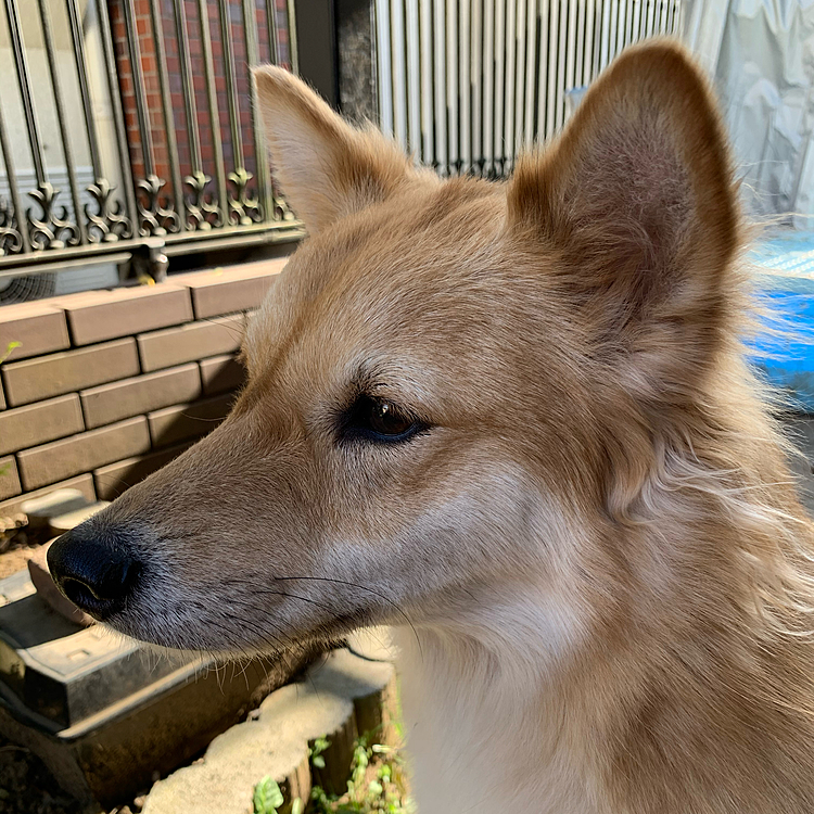 THE  DOG…ララだけは、横顔希望でした😅