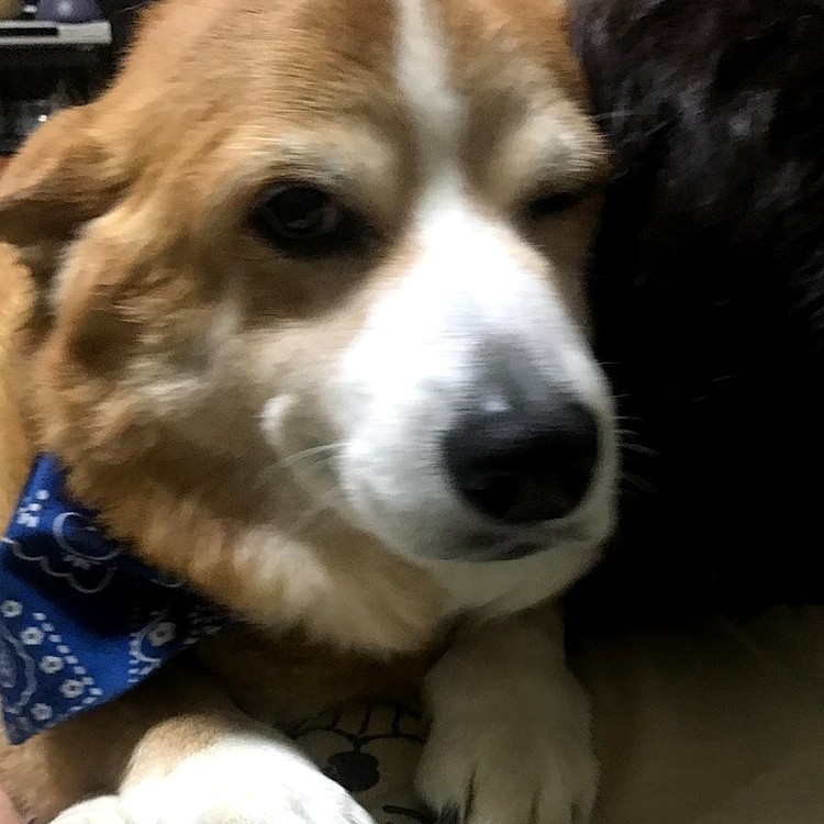 上手にウインク🐶♡