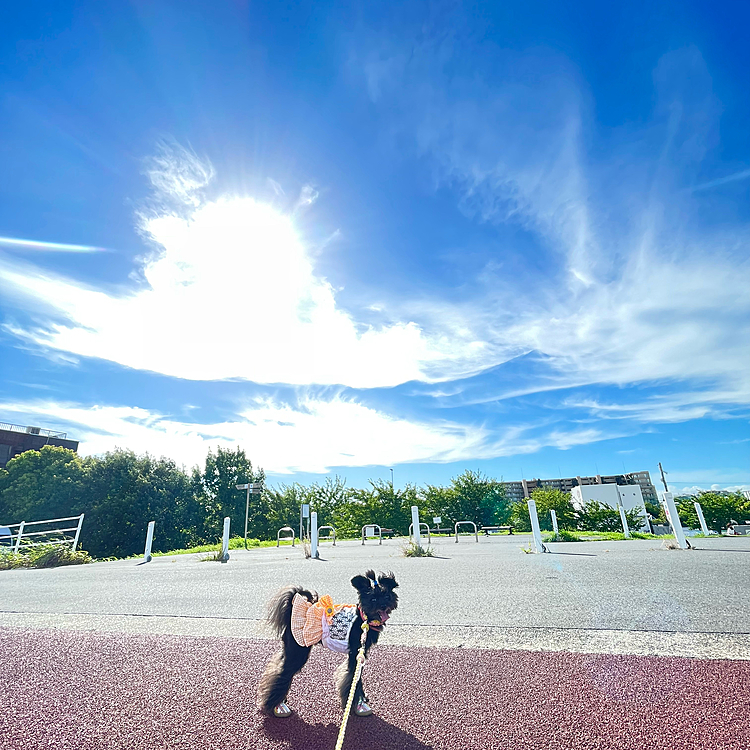 本日も晴天☀️
暑い🥵💦
青空は綺麗だけど