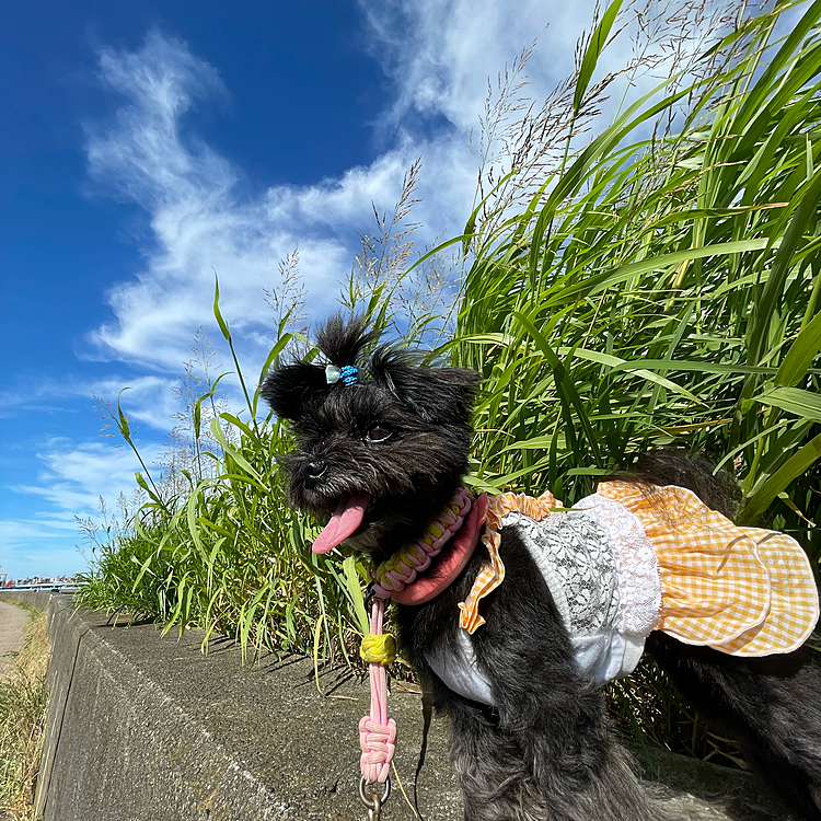 夏っぽい撮影場所を探したけど…散歩コースはちょっと無かった😭ひまわり🌻はハピさんの頭上遥かなたで😅