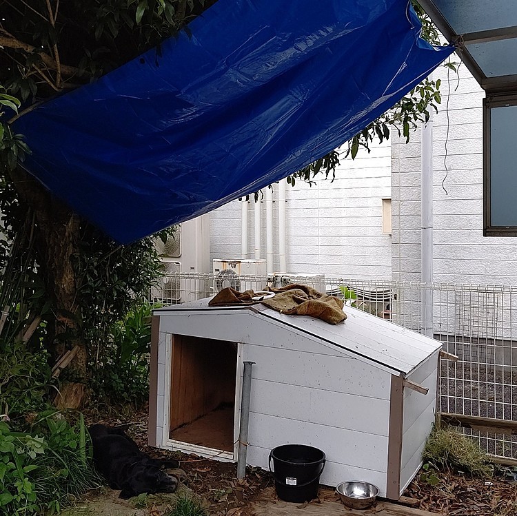 今日は、みらいの昼用の犬小屋に、雨避けのシートをつけましたが…みらい、邪魔してます💦