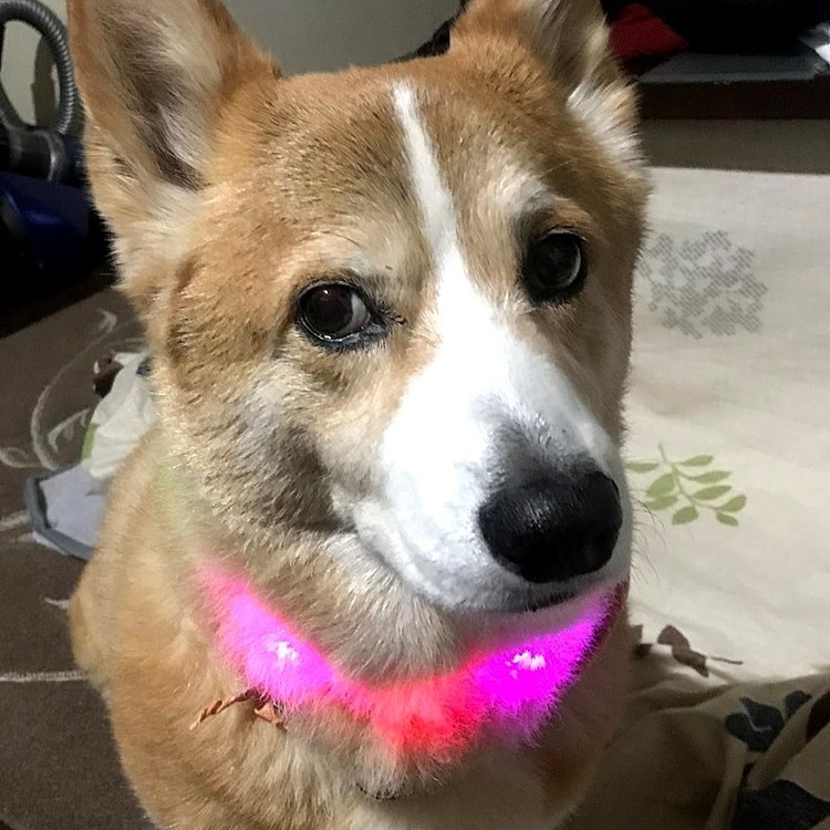 初めて光る首輪を付けて複雑な表情…(笑)