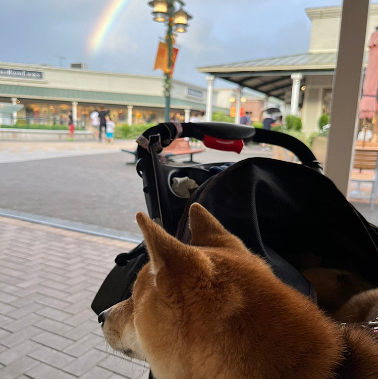 ２日目は御殿場アウトレットへ
途中雨が降ったりやんだりして、虹🌈と櫂が撮れました。
