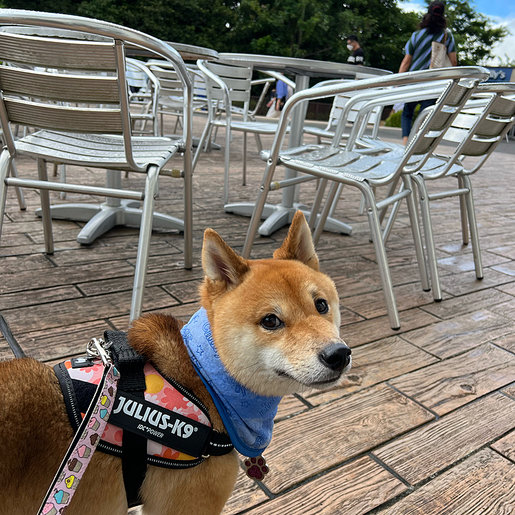 カートで一緒に買い物できるショップが増えてたけど、食事は外でしました🙂
食事も室内でできるようになるといいですね☺️

