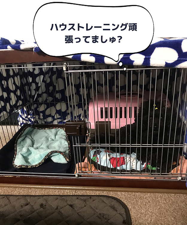 お留守番の時ずーっとフリーにさせてたけど、幼稚園のトレーナーさんからクレートやハウスに入る練習したほうが良いと言われ、家でも練習中‼️
今日は私が仕事に行く時、『お留守番、ハウス』で中に入ってくれました❣️
きっと鍵🔑かかった音聞いたら直ぐに出ただろうけど😅🤣🤣　