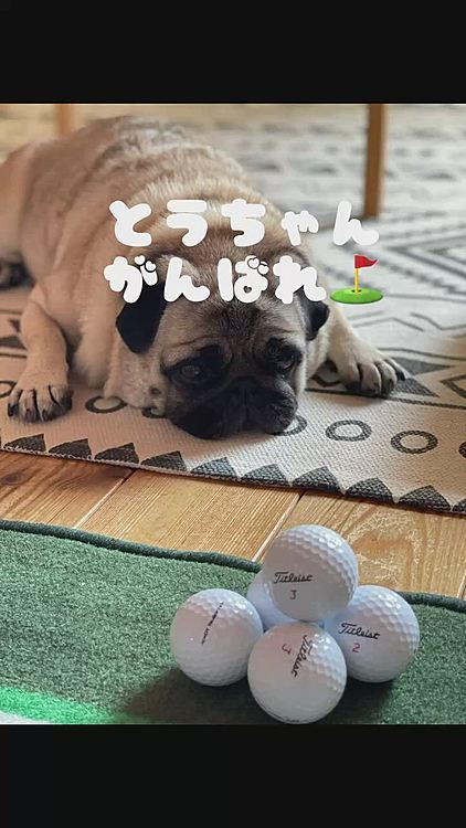 とうちゃんもおうち遊びです‥