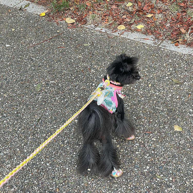 ハピさんロックオンしておりますが…辞めてください！
なんだか本日は特大な置き餌😰
ネコ缶の中身がダイレクトに歩道に置いてある💦明るいからわかるけどっていうかこの時期は特に辞めて欲しい😭お腹壊すよ。多分ネコさんも