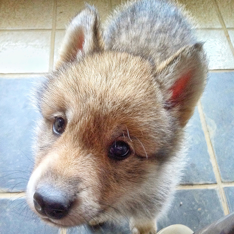 0歳のナナはやっぱ可愛すぎるわぁ😍

#wolf #hybridwolf #wolfdog #nana #過去pic