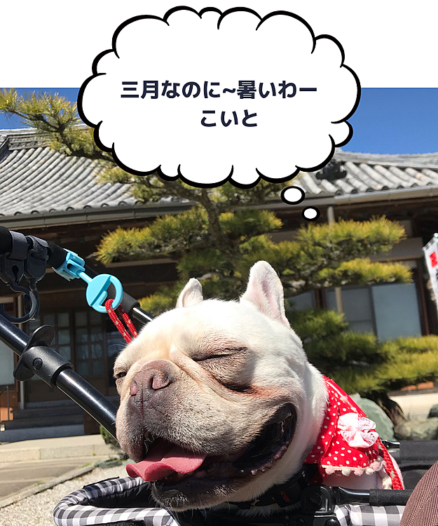 お寺巡りしたよ~
