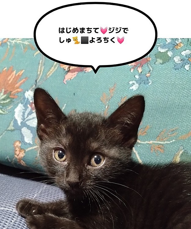 ておにゃるの投稿