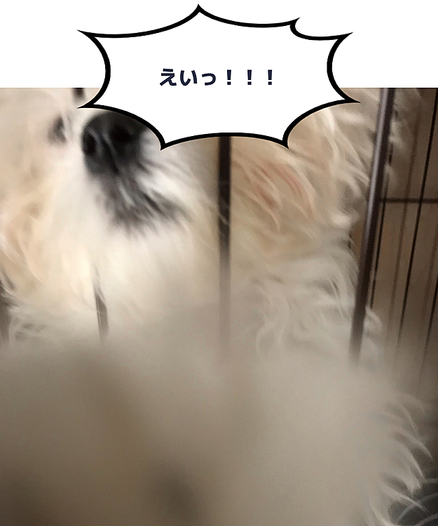 （初投稿です。）
ゲージから出そうとしたらえいっ！
って猫パンチ…じゃなくて犬パンチ？
されました。
だけどこっちには届きませんでしたけどね…
その後リンと思いっきり遊びましたよ。