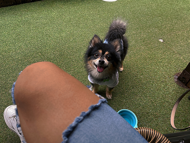 連投ですみません🐾

2時間程愛犬ヴィレッジに行ってきました🌻

月曜日なのに結構オトモダチいました🐶🐶🐶

