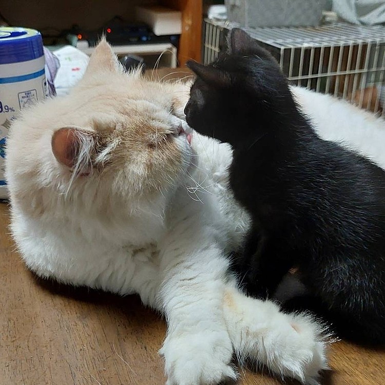 お兄ちゃんに鼻チューしちゃった(ﾉ≧ڡ≦)☆