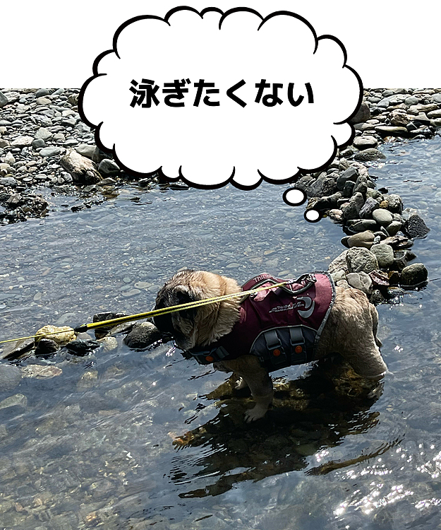 今年2度目の川遊び行ってきました😊
でもライフジャケットつけて、水辺をちゃぷちゃぷしてるだけ‥