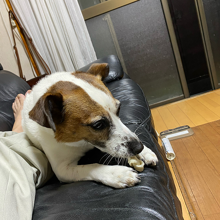 食後のガム、ソファーで⁉️
