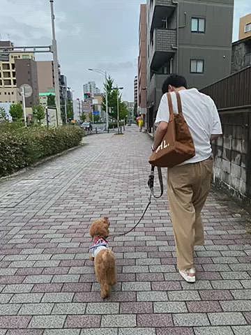 日曜日は近所のお寺で毎月21日に開催される弘法大師の縁日🐾
8月は暑くて無理かと思ったけど、雲で日が差していなかったのもあり帰りの10時台でも少し暑かった程度で大丈夫でした🐶
色々気になって二足歩行💦