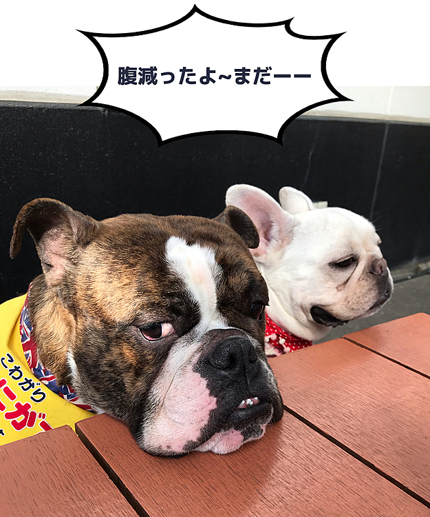ぱんの家族の投稿
