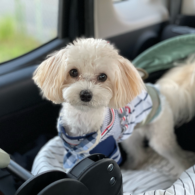 車の中ではとってもお利口さん🐾🐾