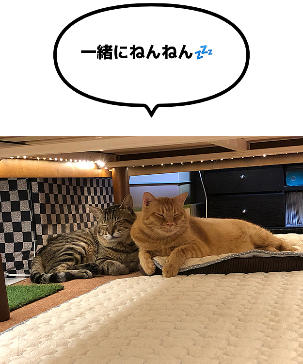 Max&Kittyの投稿