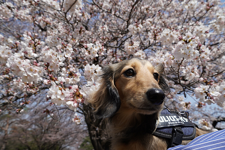2020/3/22(日)
昨日は近場の公園にお散歩に行ってきました。
桜🌸は5分咲きくらいでした。
今週末が見頃かな〜❣️