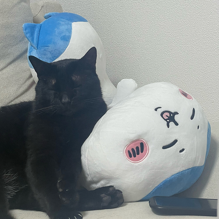 一緒に寝るにゃ🐈‍⬛
