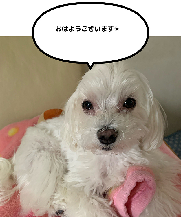 まだ眠そうな蘭丸さんです😪