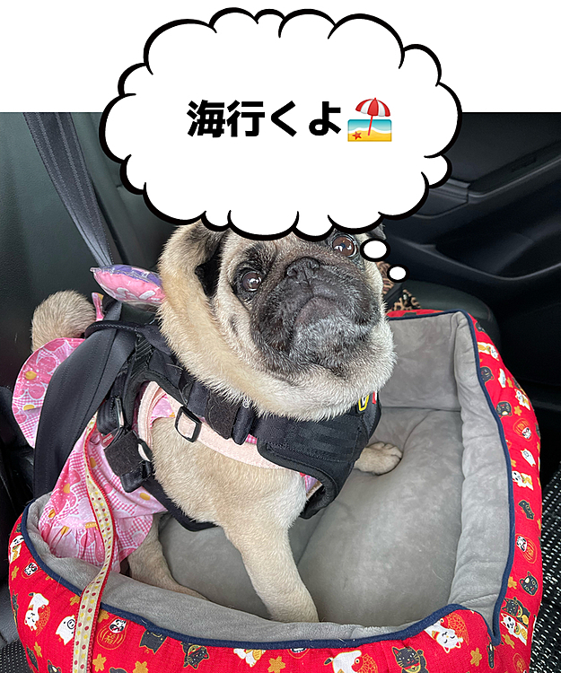 8月最終日、海なし県から湘南へ🚗💨