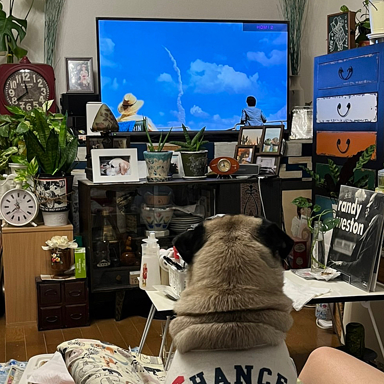 宇宙兄弟にパグちゃんが！🐶
観ているマイルス！💕✌️