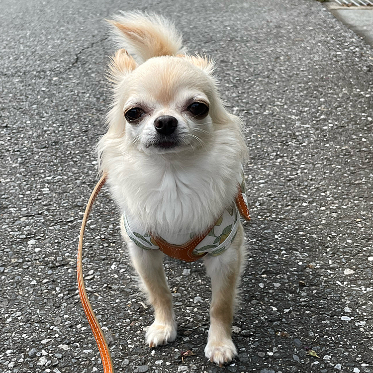 2022.9.1(木)
こんにちは😃
またサボってしまいました💦💦
今日から9月、早いですね〜😅
高級オヤツ食べました😊